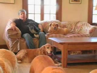 Розенфелт Дэвид