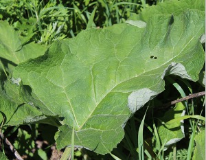 25 фраз и выражений, которые моментально выдают дилетанта в копирайтинге (СИ)