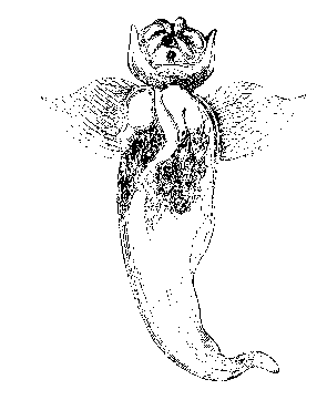 Безпозвоночныя Бѣлаго моря [Томъ первый]