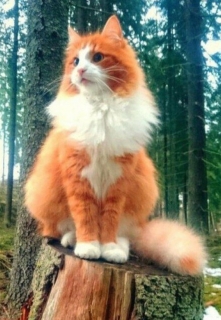 Благодарность