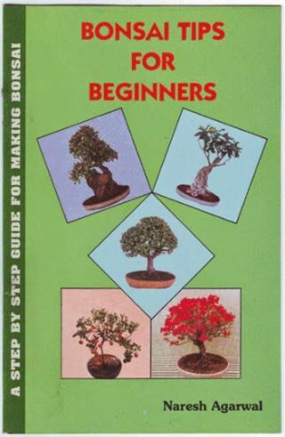 Bonsai Tips for Beginners