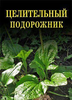 Целительный подорожник