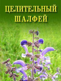 Целительный шалфей