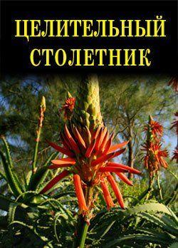 Целительный столетник
