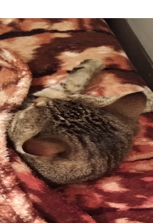 Дедус и дерево