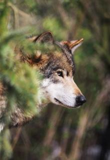 Эмиссар леса