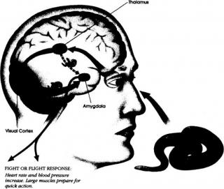 Emotional Intelligence