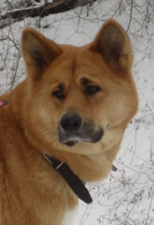 Хатико. Весенний день