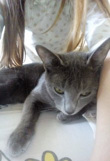 Хитрая Мурка