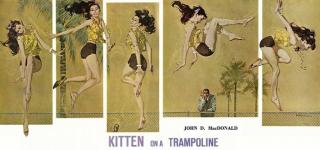 Kitten on a Trampoline