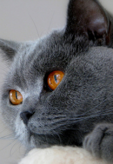 Кот Димы Рогова