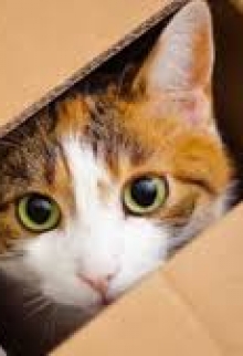 Котэ Шредингера