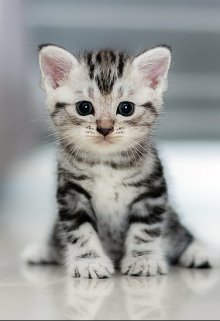 Котик Дюша.