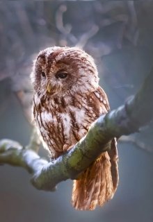 Лесные соц.сети