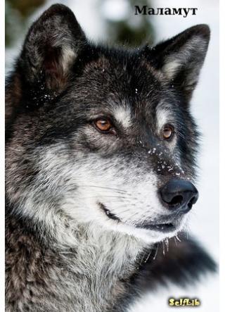 Маламут