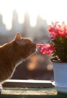 Молодость в сердце