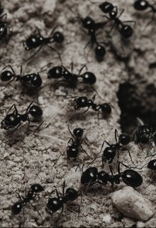 Муравьишка