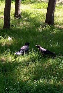 Наблюдатель