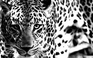 Неласковый триумвират