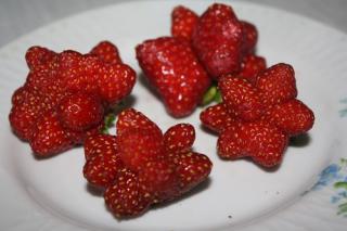 Неодарвинизм