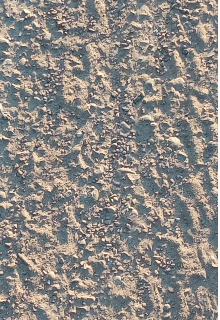 Ночная бабочка