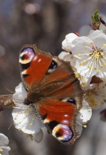 Огненные сердца