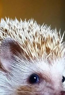 Опера кукол.