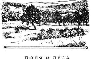 Поля и леса