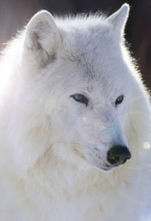 Полярный волк