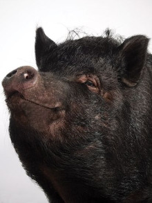 Поросячья этика