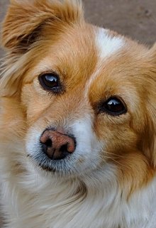 Преданность