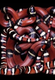 Программа оптимизации