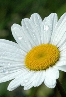 Ромашка вместо сердца