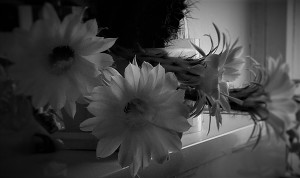 Сарасу. Крот (СИ)