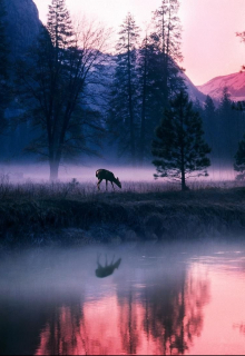 Secret of the Forest