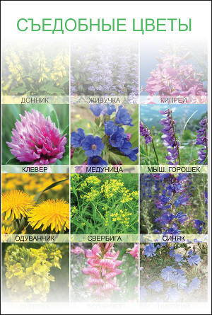 Съедобные цветы (СИ)