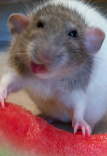 Серьезные забавы