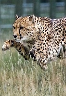 След оборотня