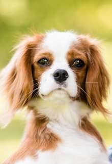 Собачка Белла