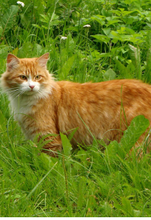 Стань дикой