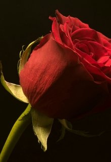 Темная роза