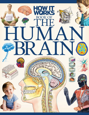 The Human Brain