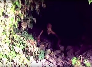 Твари на поле (СИ)