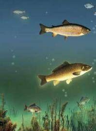 Водоем – кормилец