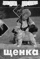 Воспитание щенка