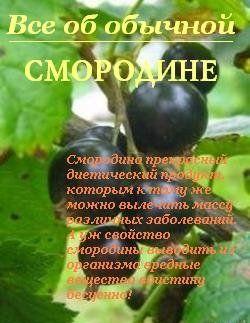 Все об обычной смородине