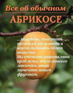 Все об обычном абрикосе